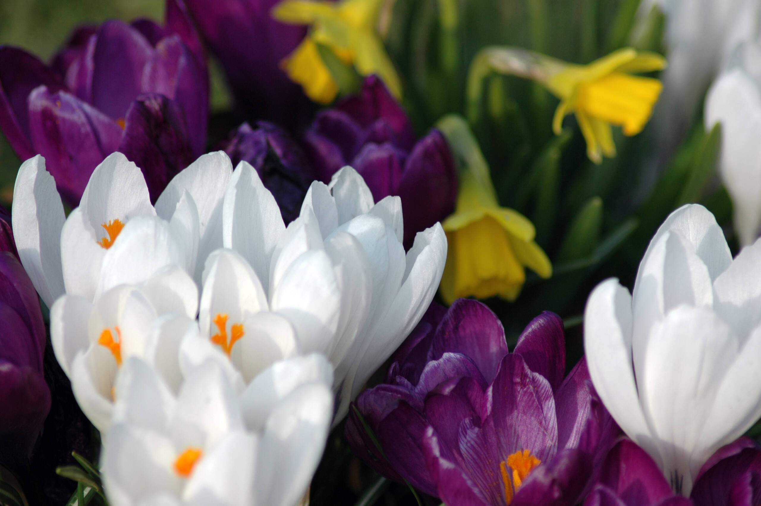 Bloemen